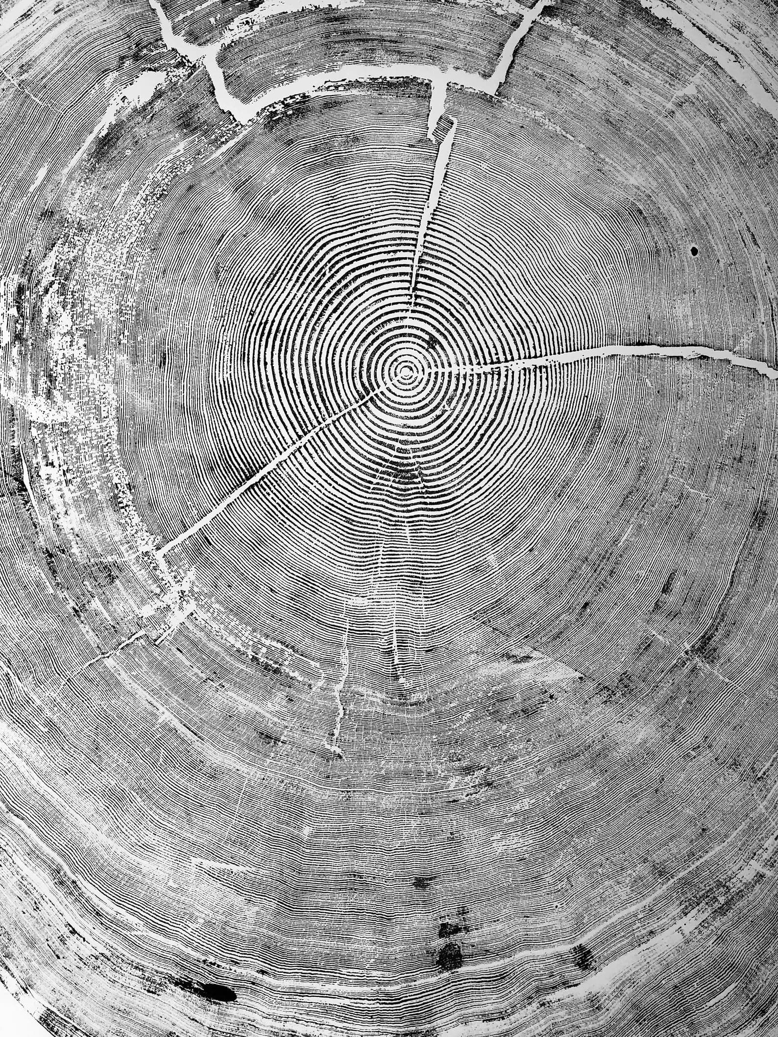 Framed 1 Panel - Tree Ring