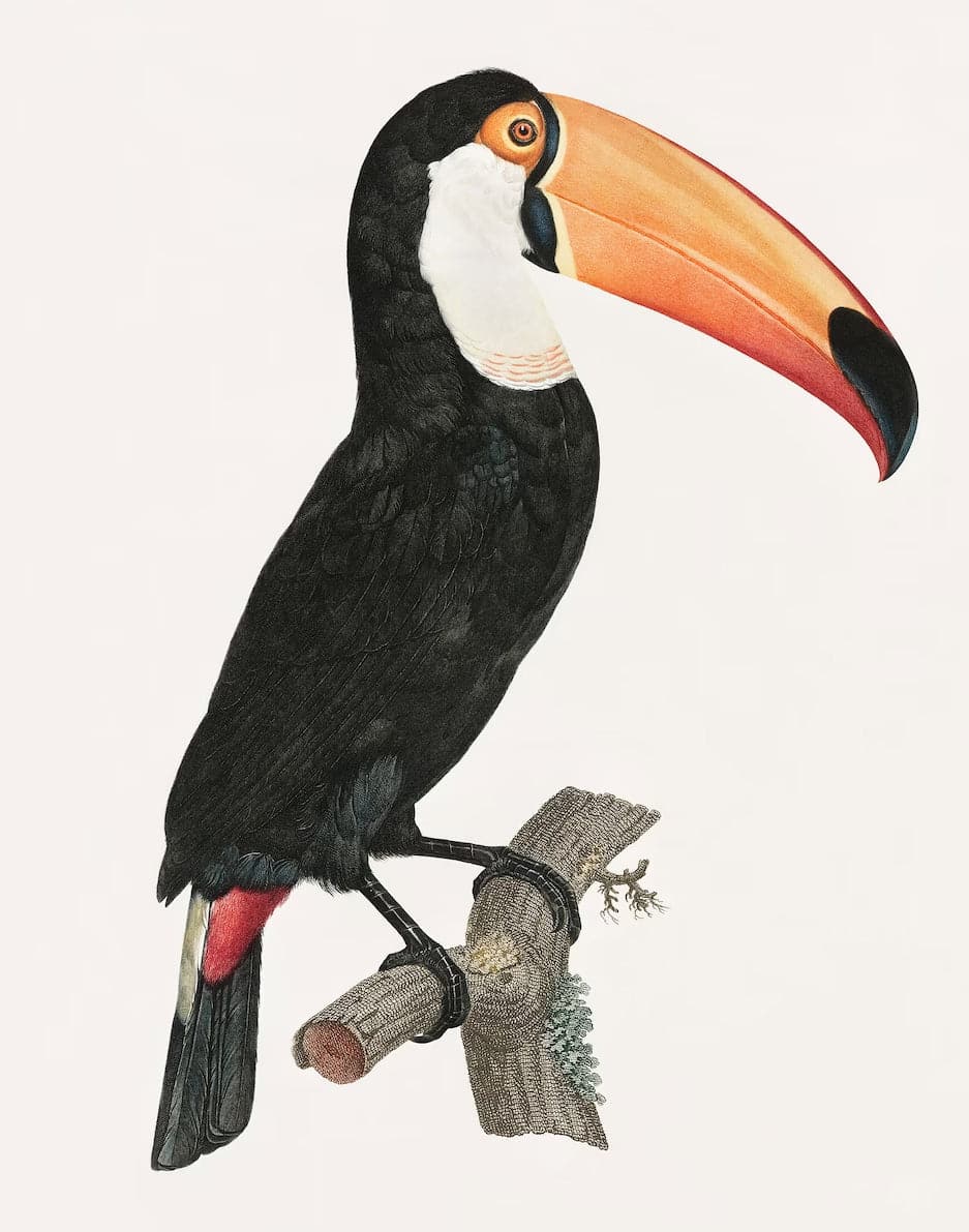 Framed 1 Panel - Toco Toucan (1806) by Jacques Barraband and Francois Levaillant