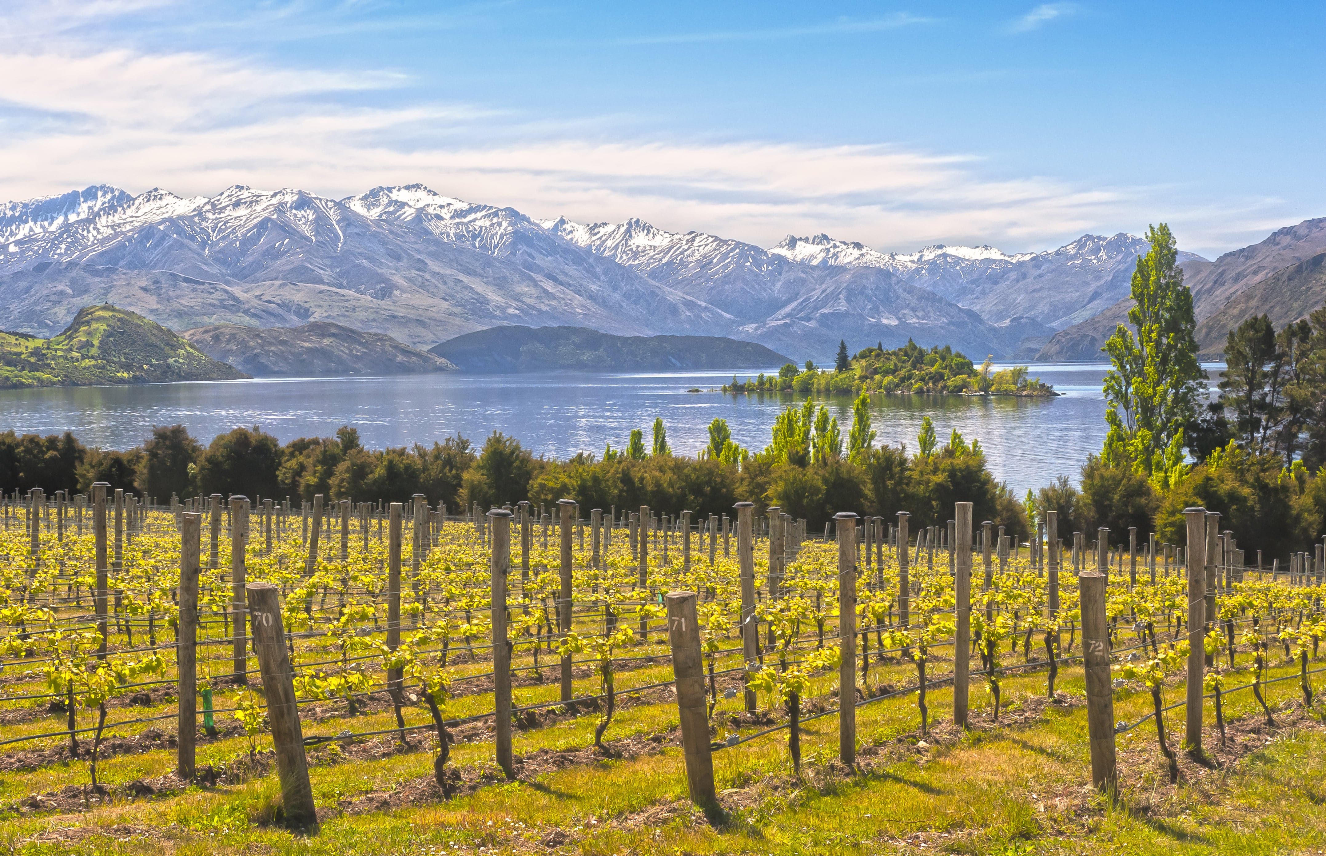 Framed 1 Panel - Vineyard on The Lake - New Zealand