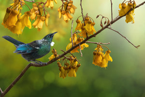 Framed 1 Panel - Tui with Kowhai Tree Flower