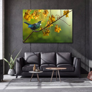 Framed 1 Panel - Tui with Kowhai Tree Flower