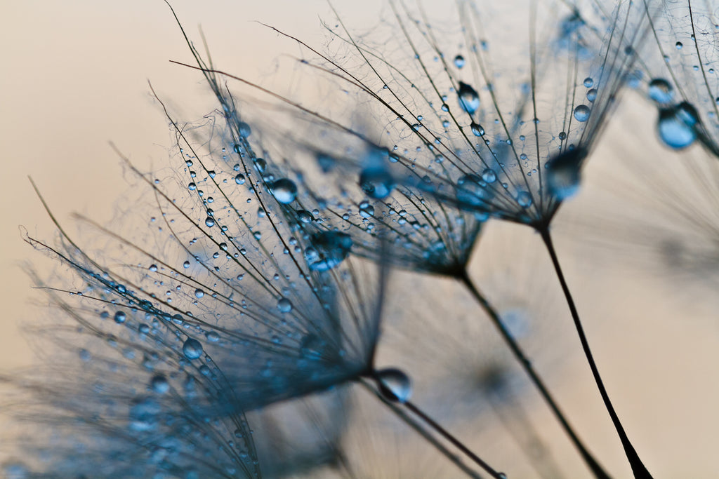 Framed 1 Panel - Dandelion Flower