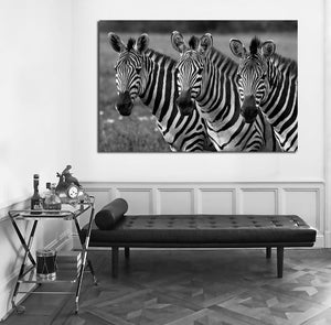 Framed 1 Panel - Zebras