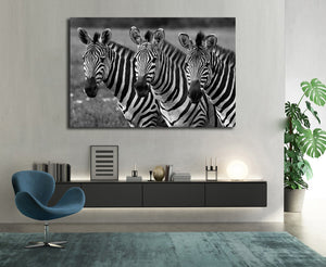 Framed 1 Panel - Zebras