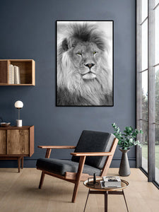 Framed 1 Panel - Lion