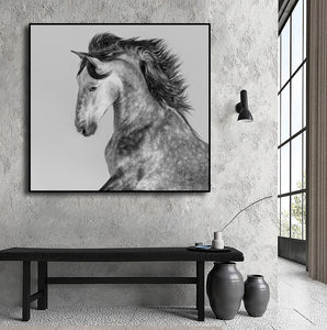 Framed 1 Panel - Andalusian Stallion