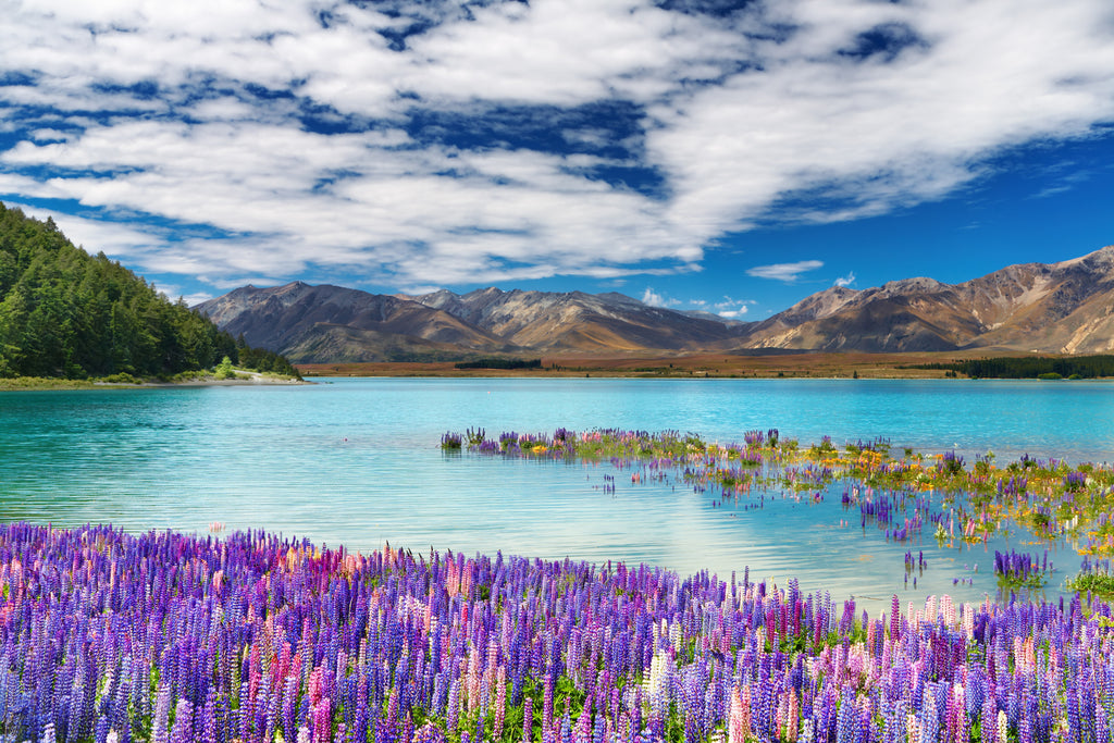 Framed 1 Panel - Lake Tekapo, New Zealand