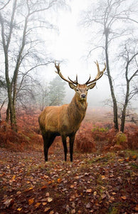 Framed 1 Panel - Deer