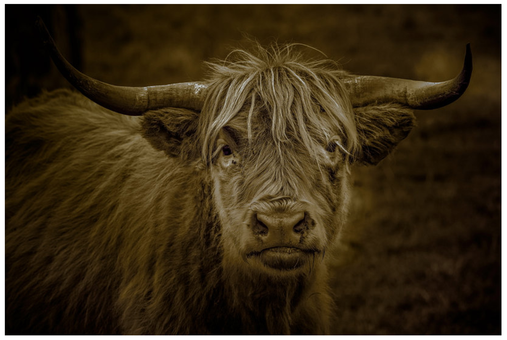 Framed 1 Panel - Highlander Cow