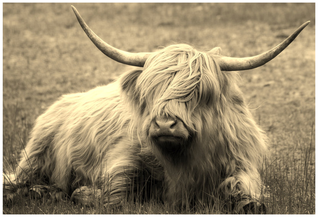 Framed 1 Panel - Highlander Cow