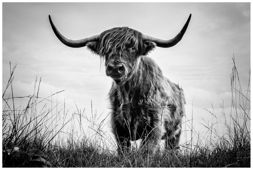 Framed 1 Panel - Highlander Cow