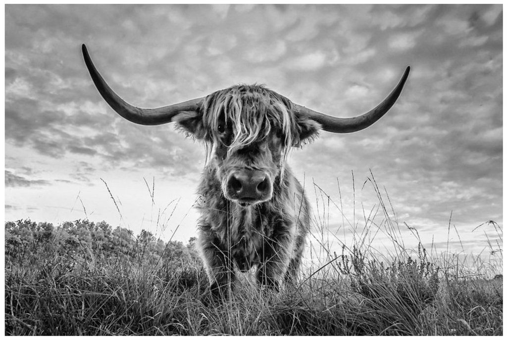 Framed 1 Panel - Highlander Cow