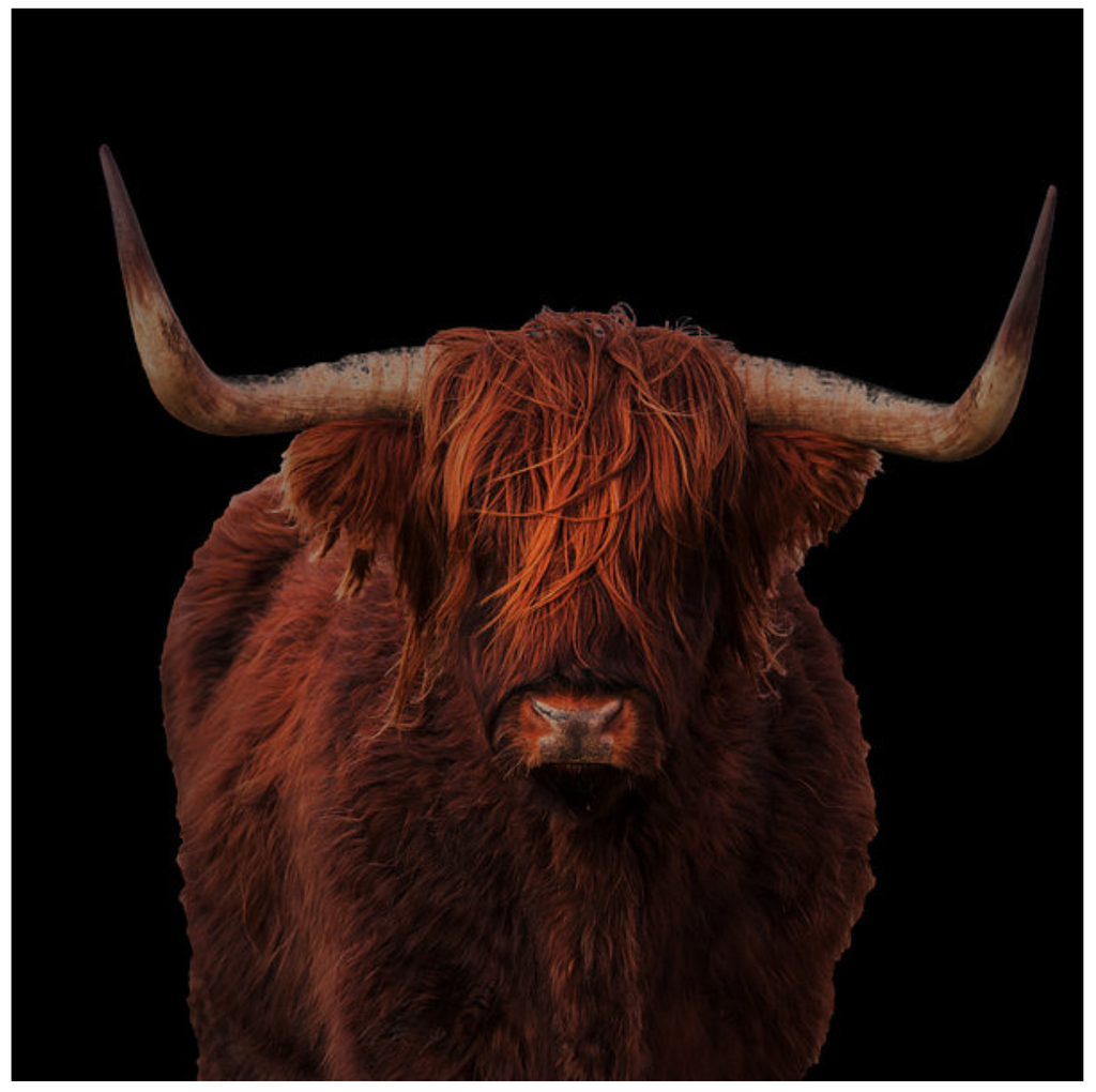 Framed 1 Panel - Highlander Cow