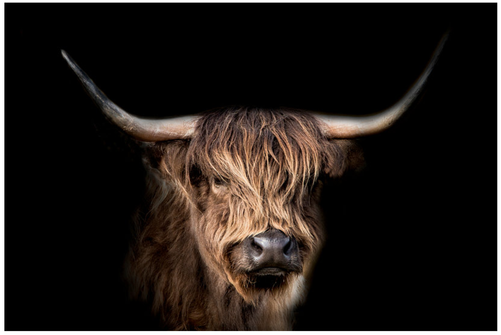 Framed 1 Panel - Highlander Cow