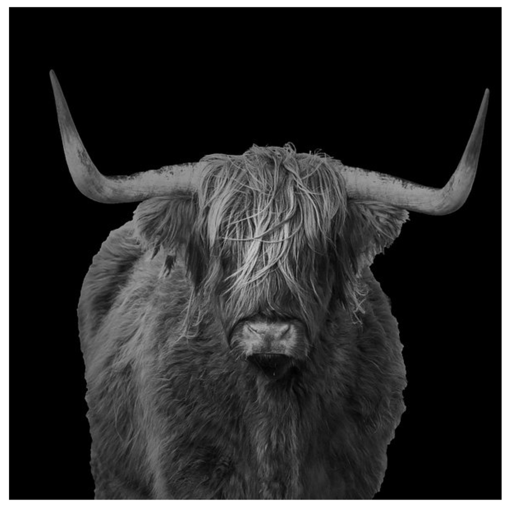 Framed 1 Panel - Highlander Cow