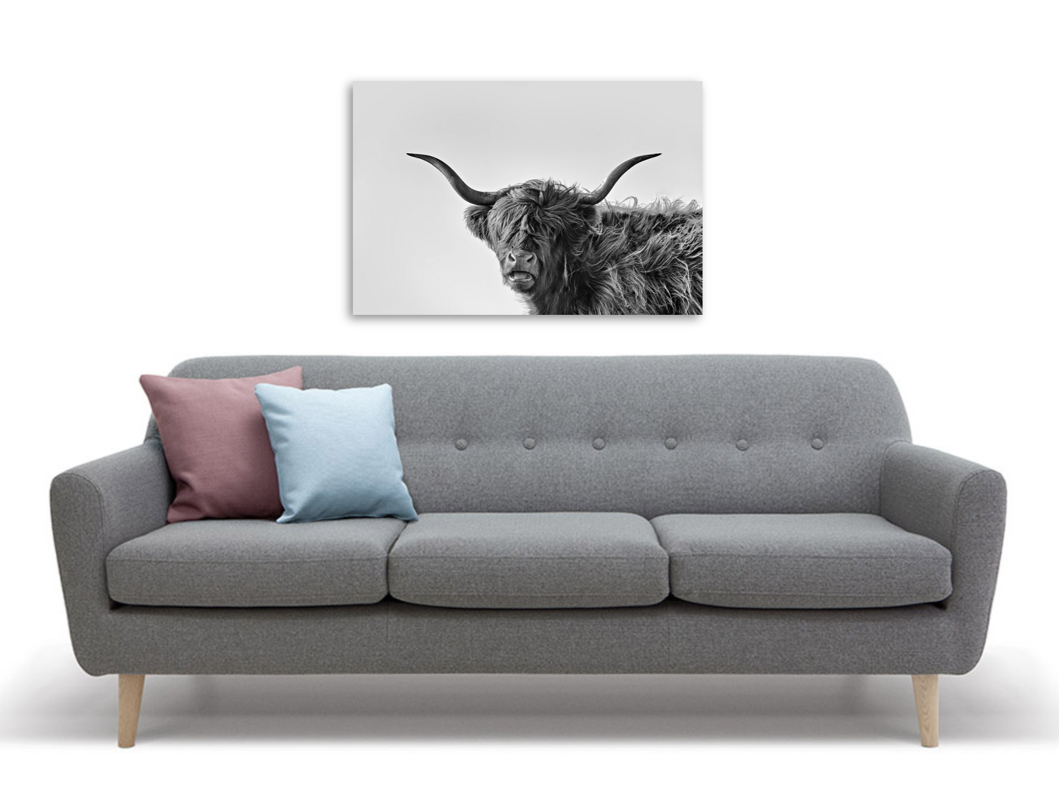 Framed 1 Panel - Highlander Cow