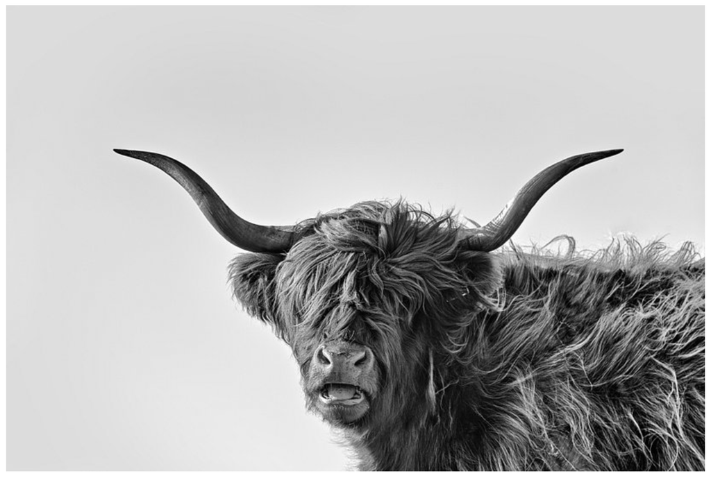 Framed 1 Panel - Highlander Cow