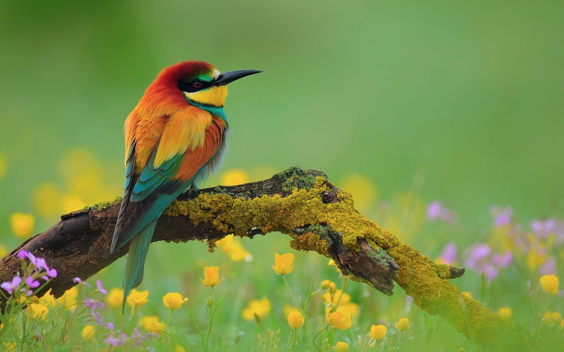 Framed 1 Panel - Bee Eater