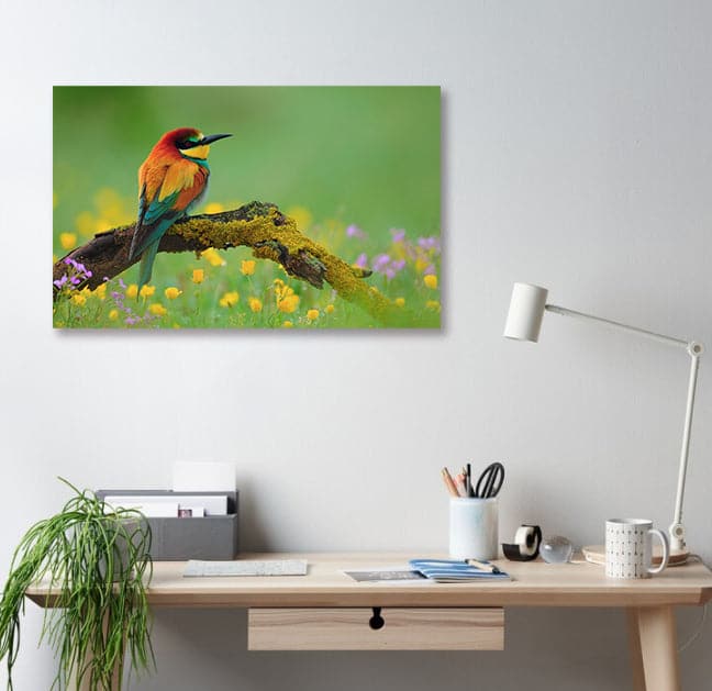 Framed 1 Panel - Bee Eater