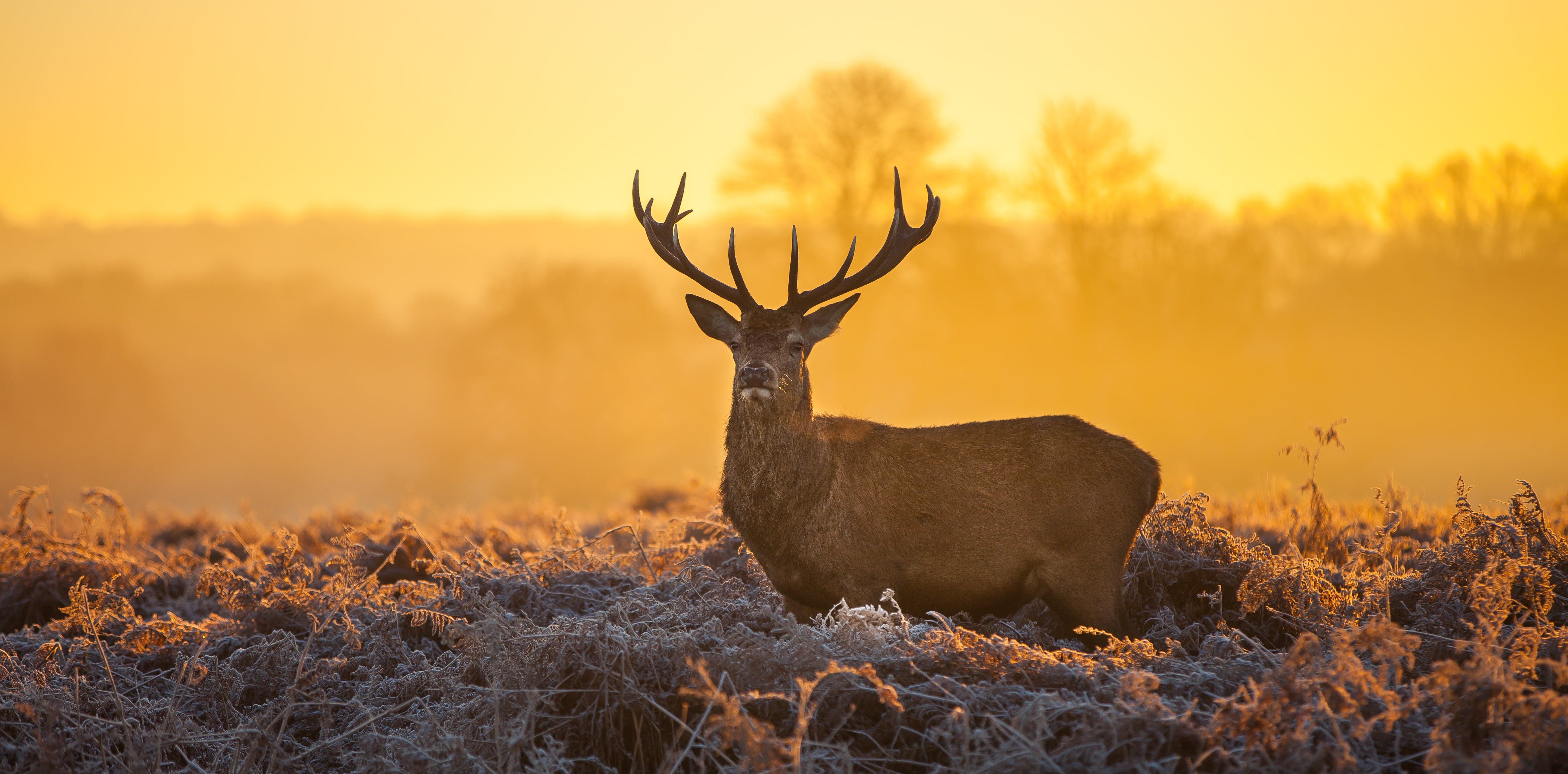 Framed 1 Panel - Red Deer