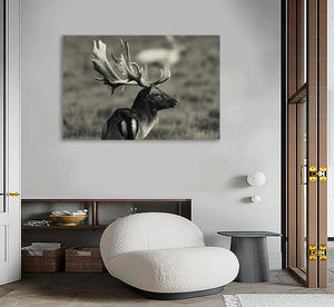 Framed 1 Panel - fallow Deer