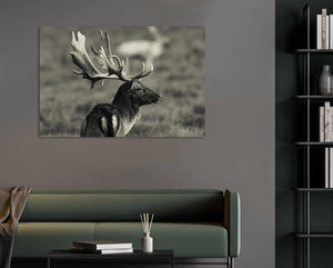 Framed 1 Panel - fallow Deer