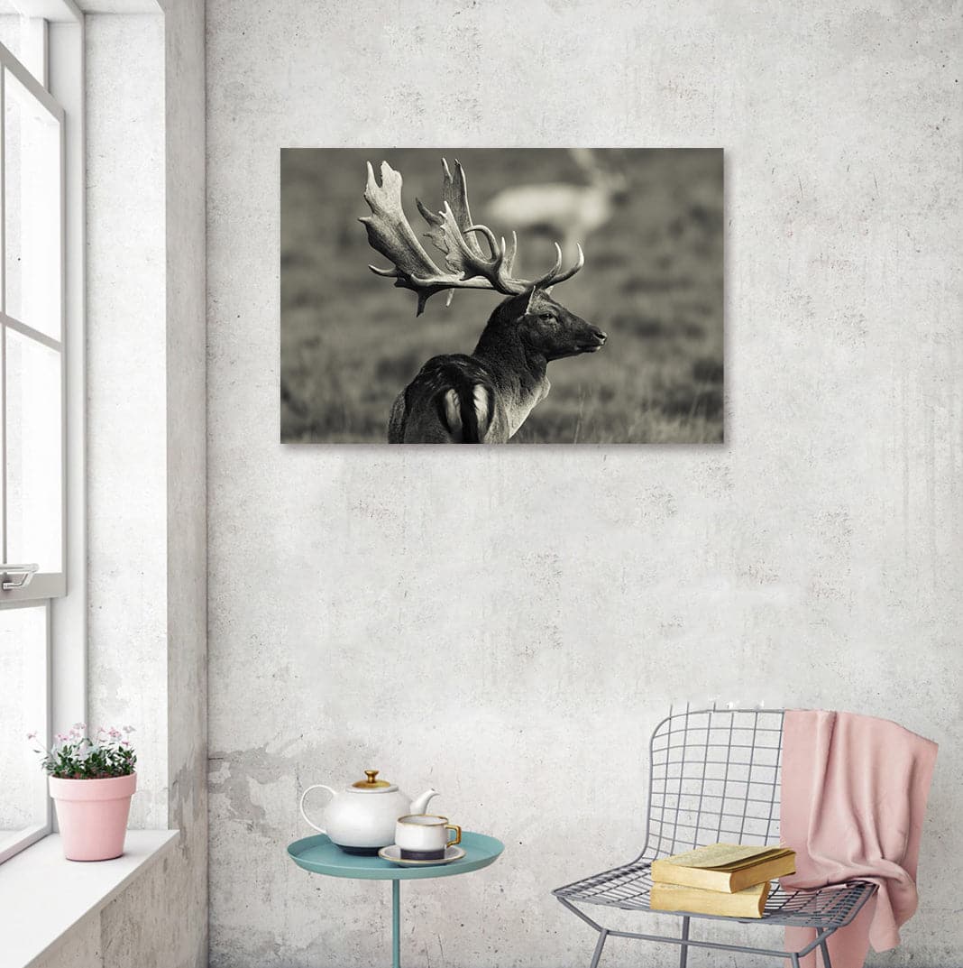 Framed 1 Panel - fallow Deer