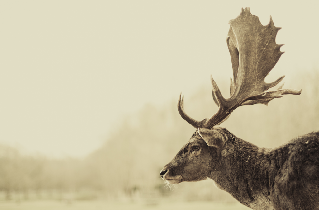 Framed 1 Panel - fallow Deer