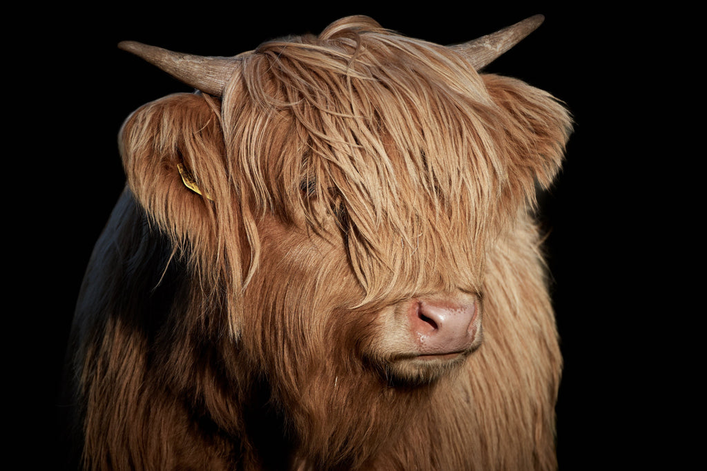 Framed 1 Panel - Highlander Cow