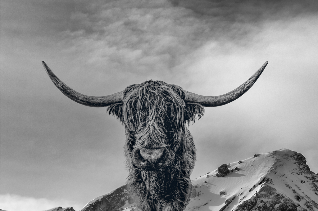 Framed 1 Panel - Highlander Cow