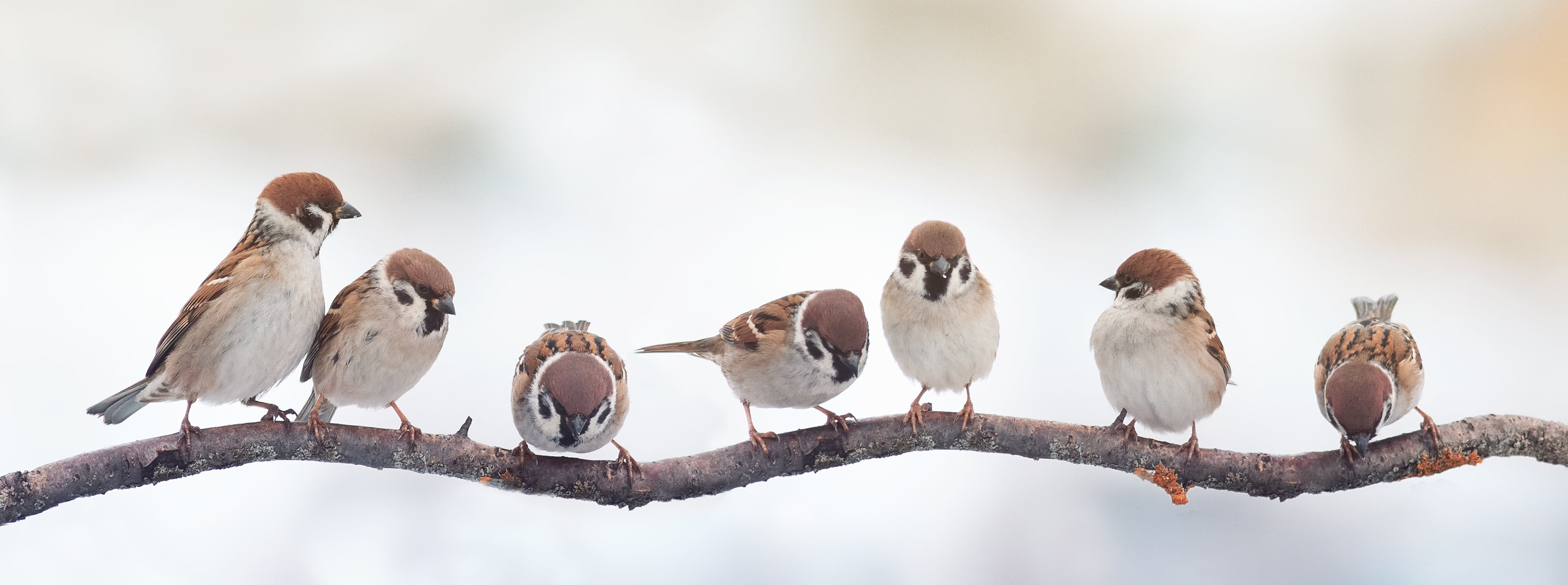 Framed 1 Panel - Funny Birds Sparrows Sitting on a Branch