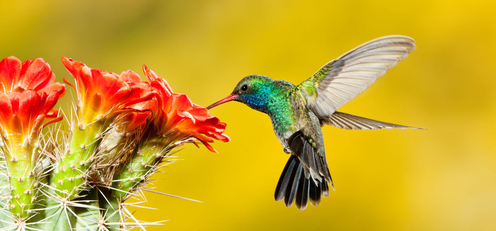 Framed 1 Panel - Broad Billed Hummingbird