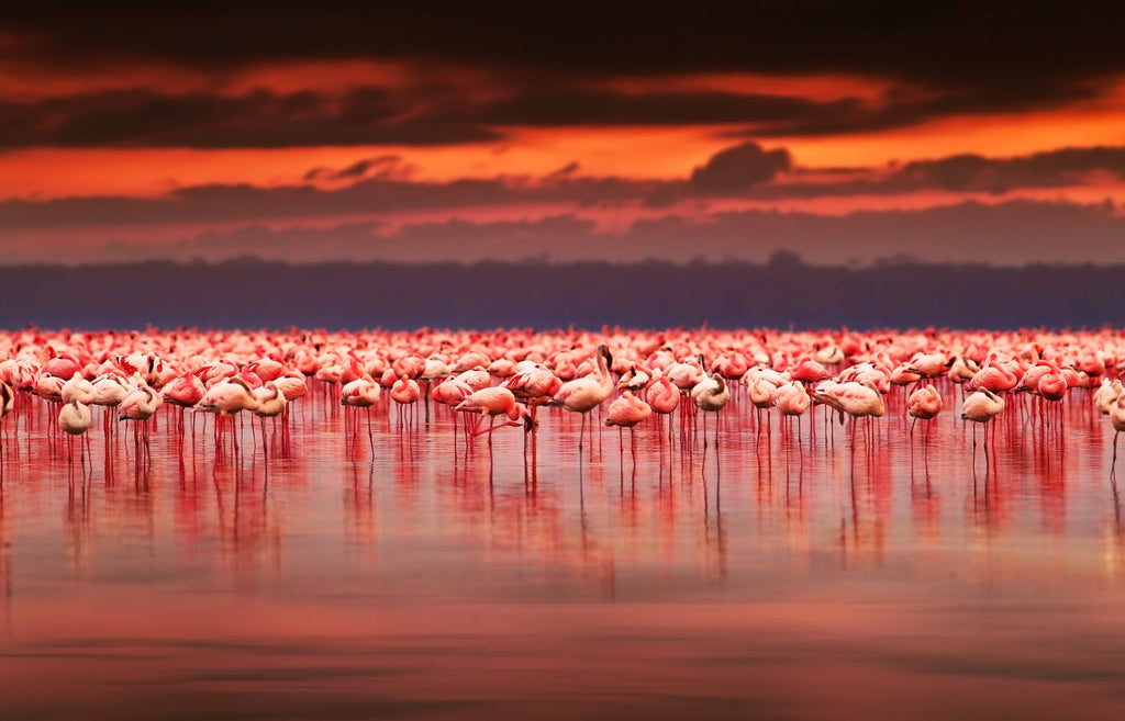 Framed 1 Panel - African Flamingos on Sunset