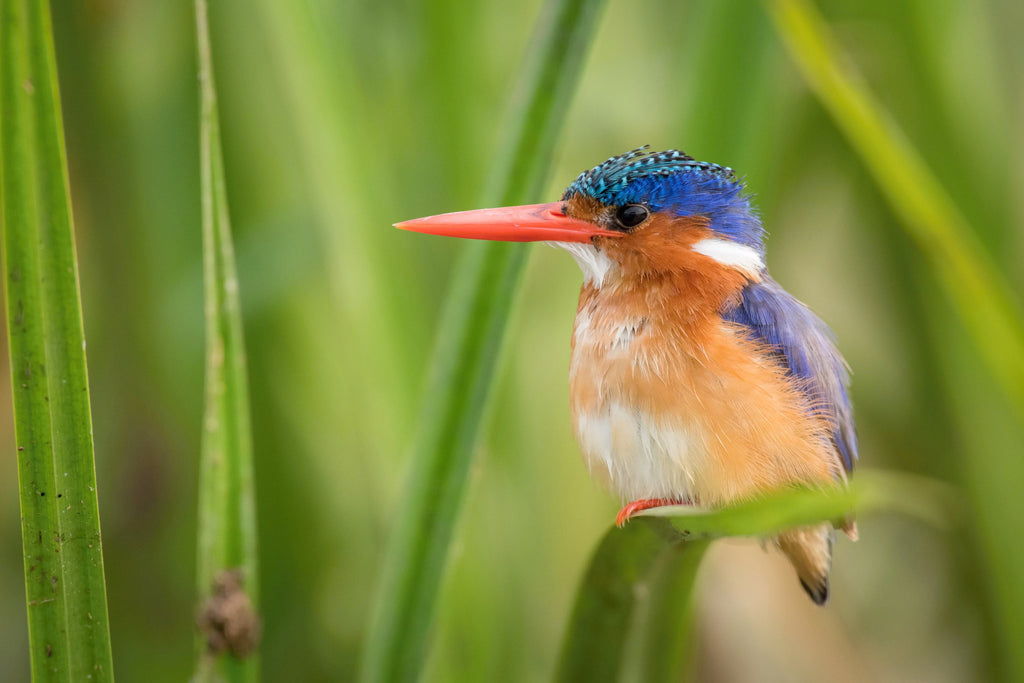 Framed 1 Panel - The Malachite Kingfisher