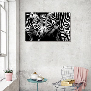 Framed 1 Panel - Zebras in love