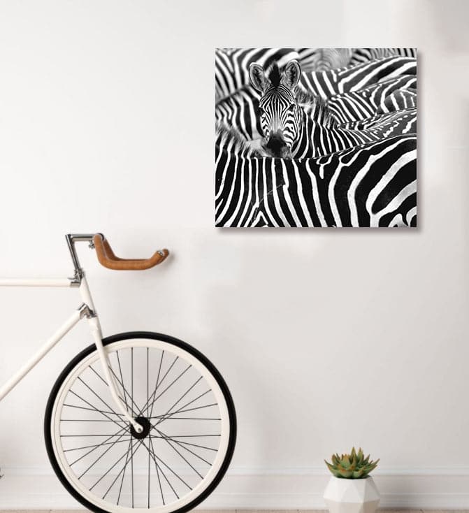 Framed 1 Panel - Zebras