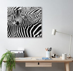 Framed 1 Panel - Zebras