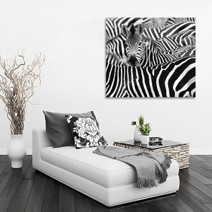 Framed 1 Panel - Zebras