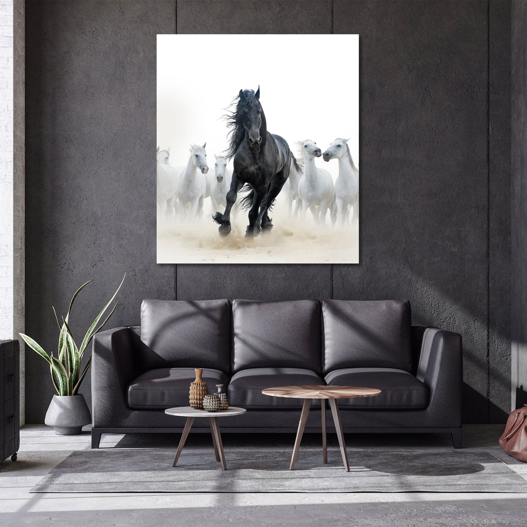 Framed 1 Panel - Black Stallion and White Horses