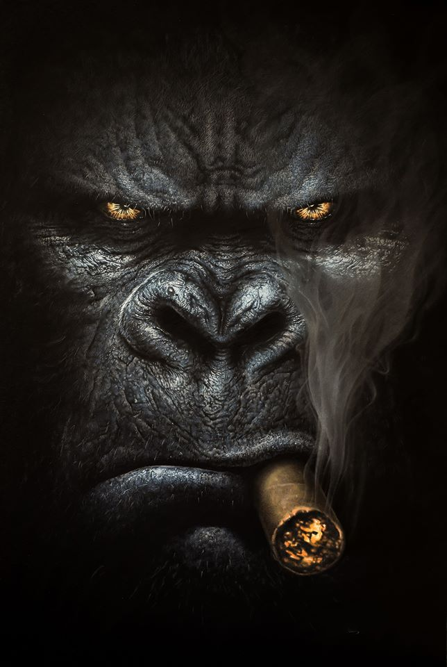 Framed 1 Panel - Smoking Gorilla