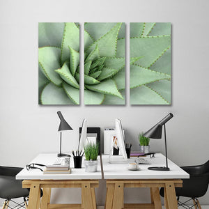 Framed 3 Panels  - Succulents