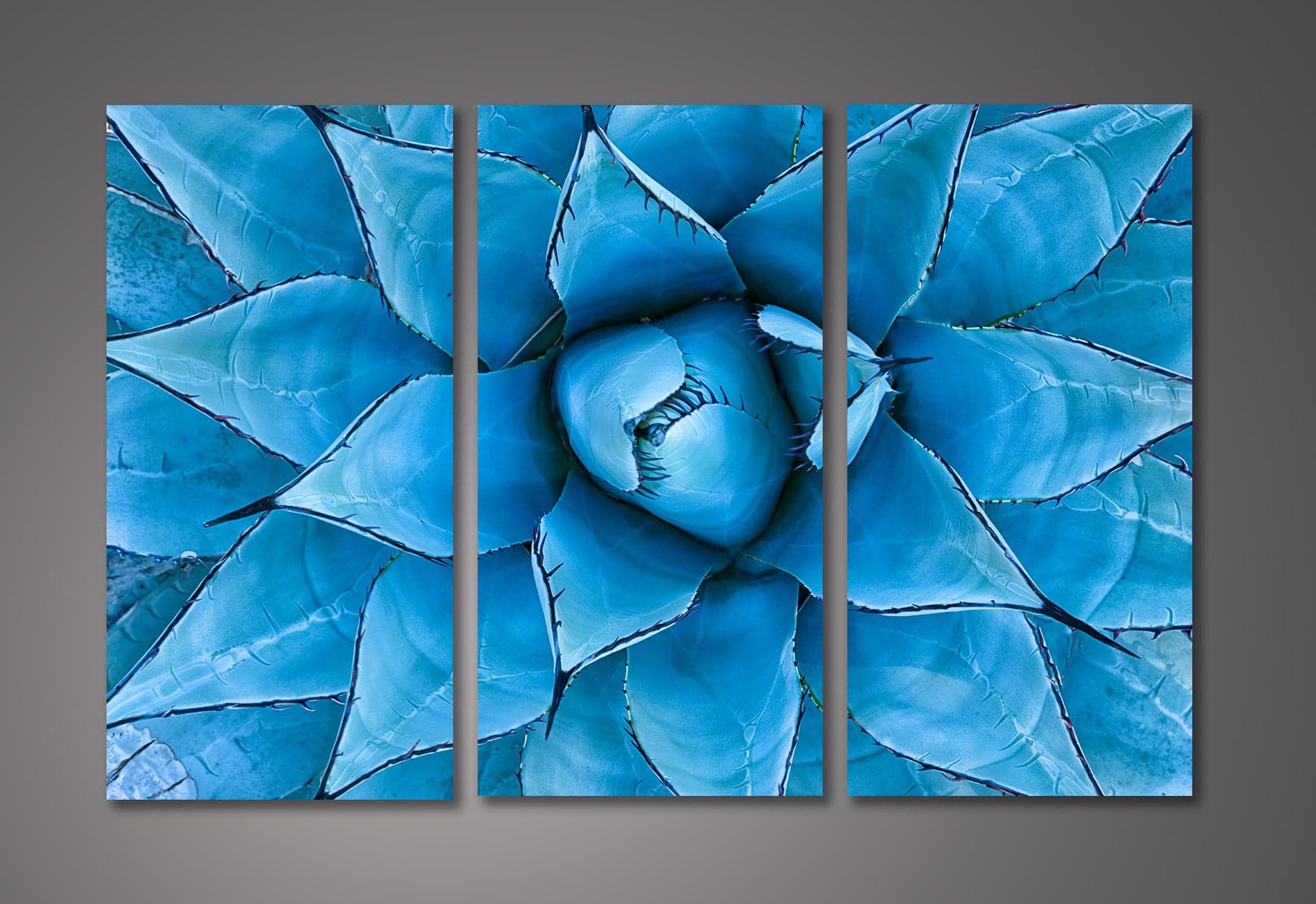 Framed 3 Panels  - Blue Agave Plant