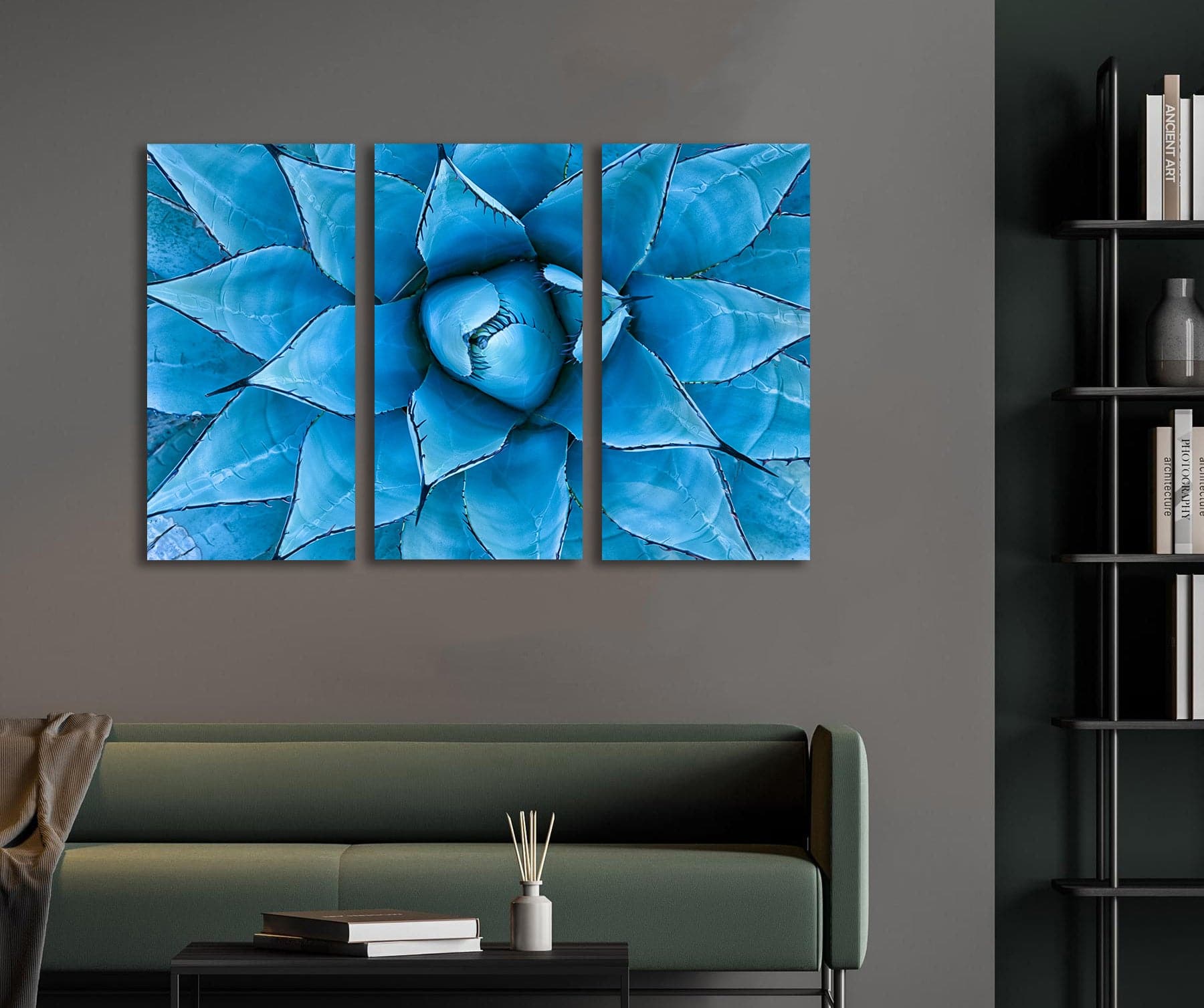 Framed 3 Panels  - Blue Agave Plant