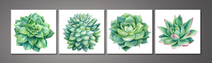 Framed 4 Panels - Succulents