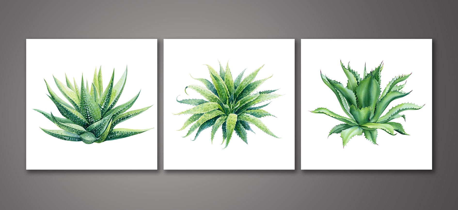 Framed 3 Panels - Succulents