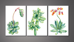 Framed 3 Panels - Succulents