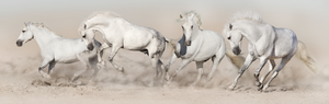 Framed 1 Panel - White Horse Herd Run