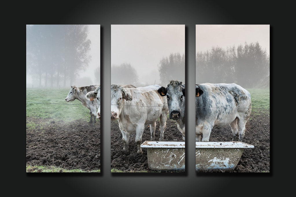 Framed 3 Panels - Cows