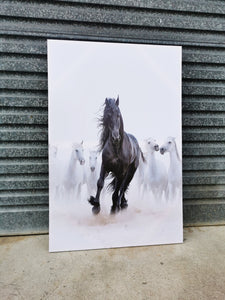 Framed 1 Panel - Black Stallion and White Horses